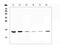 WAP Four-Disulfide Core Domain 2 antibody, PA5-80226, Invitrogen Antibodies, Western Blot image 