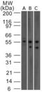Interleukin-23 receptor antibody, MA5-24804, Invitrogen Antibodies, Western Blot image 