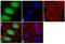 Kruppel Like Factor 5 antibody, 701885, Invitrogen Antibodies, Immunofluorescence image 
