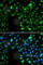Inhibitor Of Growth Family Member 5 antibody, A7288, ABclonal Technology, Immunofluorescence image 