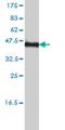 Potassium Voltage-Gated Channel Modifier Subfamily F Member 1 antibody, H00003754-M01, Novus Biologicals, Western Blot image 