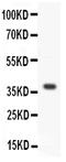 Wnt Family Member 3A antibody, PA2120, Boster Biological Technology, Western Blot image 