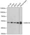 Adrenoceptor Alpha 1B antibody, 23-243, ProSci, Western Blot image 