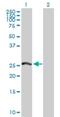 Proteasome Subunit Alpha 8 antibody, H00143471-D01P, Novus Biologicals, Western Blot image 