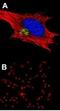 TEA Domain Transcription Factor 4 antibody, orb73874, Biorbyt, Immunocytochemistry image 