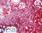 CD59 Molecule (CD59 Blood Group) antibody, LS-B1853, Lifespan Biosciences, Immunohistochemistry frozen image 