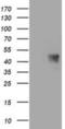 Uncharacterized protein C1orf161 homolog antibody, NBP2-00611, Novus Biologicals, Western Blot image 
