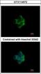 NADH:Ubiquinone Oxidoreductase Subunit A10 antibody, GTX114572, GeneTex, Immunofluorescence image 