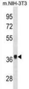 Fibroblast Growth Factor 8 antibody, abx031123, Abbexa, Western Blot image 