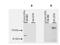 Class II Major Histocompatibility Complex Transactivator antibody, A01556, Boster Biological Technology, Western Blot image 