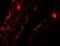 Mitochondrial Transcription Termination Factor 4 antibody, NBP2-81966, Novus Biologicals, Immunofluorescence image 