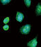 Albumin antibody, abx032860, Abbexa, Flow Cytometry image 