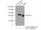 AUP1 Lipid Droplet Regulating VLDL Assembly Factor antibody, 13726-1-AP, Proteintech Group, Immunoprecipitation image 