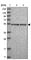 Transcription Factor CP2 Like 1 antibody, HPA029708, Atlas Antibodies, Western Blot image 