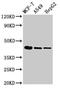 TGF beta antibody, A63556-100, Epigentek, Western Blot image 