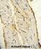 AIF1 antibody, abx025719, Abbexa, Immunohistochemistry frozen image 