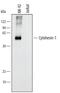 Cytohesin 1 antibody, AF4807, R&D Systems, Western Blot image 