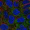 Eukaryotic Translation Initiation Factor 2B Subunit Epsilon antibody, NBP2-56363, Novus Biologicals, Immunocytochemistry image 