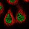 Mtb antibody, HPA026631, Atlas Antibodies, Immunofluorescence image 