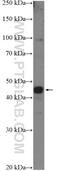 Insulin gene enhancer protein ISL-2 antibody, 18659-1-AP, Proteintech Group, Western Blot image 