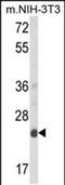 Derlin 1 antibody, PA5-49635, Invitrogen Antibodies, Western Blot image 