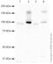 Piwi-like protein 1 antibody, ab12337, Abcam, Western Blot image 