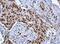 DDX39A antibody, NBP2-16134, Novus Biologicals, Immunohistochemistry paraffin image 