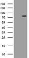 HIF3-alpha antibody, TA800761BM, Origene, Western Blot image 