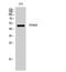 Tripartite Motif Containing 59 antibody, STJ96102, St John