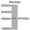 Protein Tyrosine Phosphatase Receptor Type U antibody, STJ110773, St John