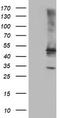 TUB Like Protein 3 antibody, TA504253S, Origene, Western Blot image 