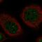 Tandem C2 Domains, Nuclear antibody, HPA027549, Atlas Antibodies, Immunofluorescence image 