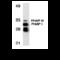 ANP32A antibody, MBS150426, MyBioSource, Western Blot image 