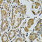 Cyclin A2 antibody, 18-852, ProSci, Immunohistochemistry frozen image 