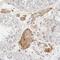 SET Domain Containing 4 antibody, HPA024073, Atlas Antibodies, Immunohistochemistry frozen image 