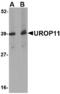 Amyloid beta A4 precursor protein-binding family A member 1 antibody, MBS150387, MyBioSource, Western Blot image 