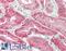 Epidermal Growth Factor antibody, LS-C211518, Lifespan Biosciences, Immunohistochemistry frozen image 