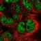 Crystallin Beta-Gamma Domain Containing 2 antibody, PA5-56215, Invitrogen Antibodies, Immunofluorescence image 