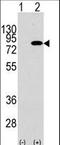 Phosphoinositide-3-Kinase Regulatory Subunit 2 antibody, LS-B9129, Lifespan Biosciences, Western Blot image 