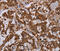 MOB Kinase Activator 1B antibody, MBS2517928, MyBioSource, Immunohistochemistry frozen image 