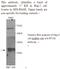 BTG Anti-Proliferation Factor 2 antibody, MBS415661, MyBioSource, Western Blot image 