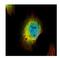 Syndecan Binding Protein antibody, NBP1-31136, Novus Biologicals, Immunofluorescence image 