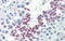Klotho Beta antibody, ARP53325_P050, Aviva Systems Biology, Immunohistochemistry frozen image 