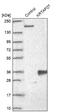 Keratin Associated Protein 27-1 antibody, NBP2-33539, Novus Biologicals, Western Blot image 