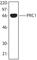 Protein Regulator Of Cytokinesis 1 antibody, 629001, BioLegend, Western Blot image 