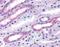 Guanylate Cyclase antibody, MA1-23047, Invitrogen Antibodies, Immunohistochemistry frozen image 