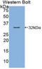 Kallikrein Related Peptidase 9 antibody, LS-C294979, Lifespan Biosciences, Western Blot image 