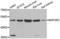 Mitogen-Activated Protein Kinase Kinase 5 antibody, LS-C334978, Lifespan Biosciences, Western Blot image 