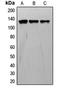 Tyrosine Kinase With Immunoglobulin Like And EGF Like Domains 1 antibody, orb214671, Biorbyt, Western Blot image 