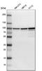 Aconitase 2 antibody, HPA001097, Atlas Antibodies, Western Blot image 